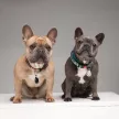 Tickless PET ultrahangos kullancsriasztó háziállatoknak Beige
